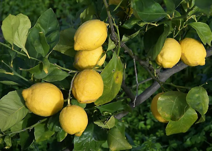 La villa: Il Limoneto Acireale