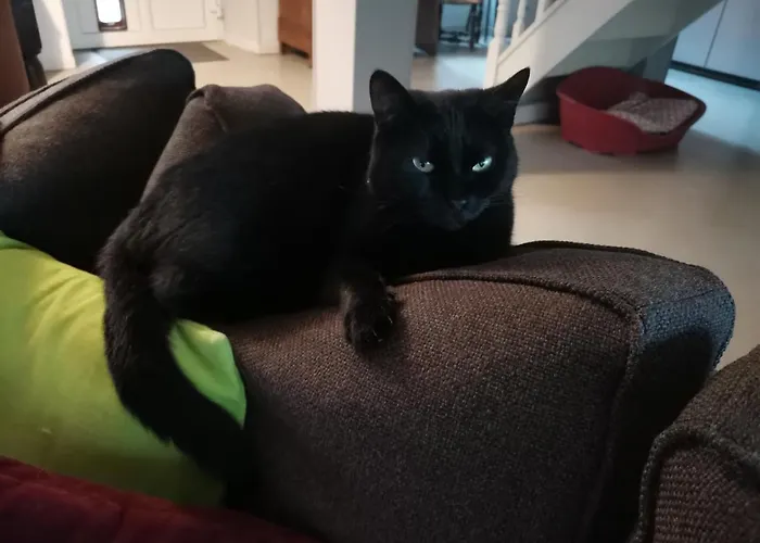 Animaux admis Ar Litorienn