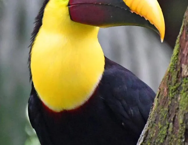 Airport Hotel: Riverside Villas