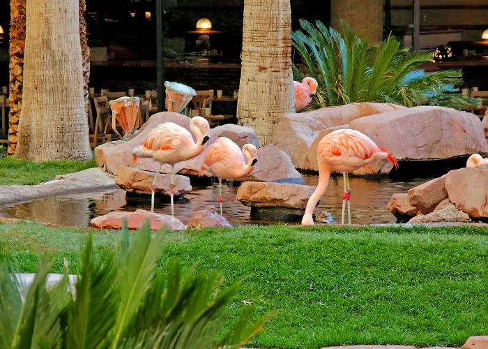 Hotel with Tennis: Flamingo Las Vegas Hotel & Casino