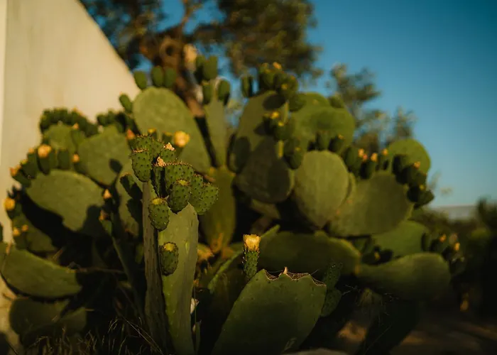 Masseria Agriturismo Il Sorriso Degli Ulivi - Dimora di Charme