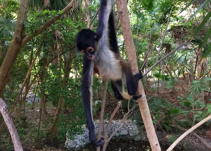 Sandos Caracol Nature Resort & Water Park All Inclusive (Adults Only)